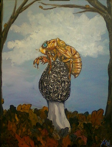17 Year Cicada and Morel