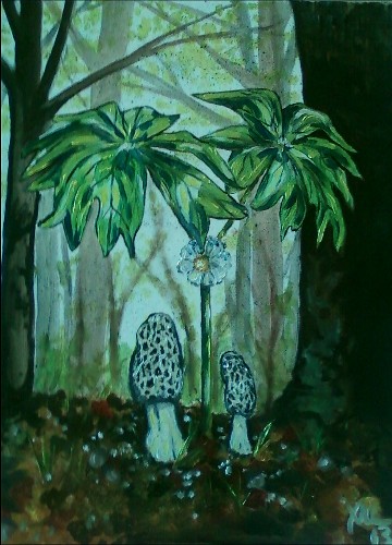 Morels Among Mayapples